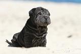 SHAR-PEI 645